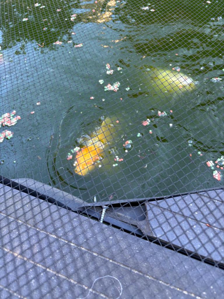 Koikarpers + complete vijver te koop, Dieren en Toebehoren, Vissen | Vijvervissen, Karper of Koi