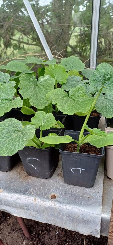 Courgette planten te koop, Ophalen, Minder dan 100 cm, Overige soorten, Zomer