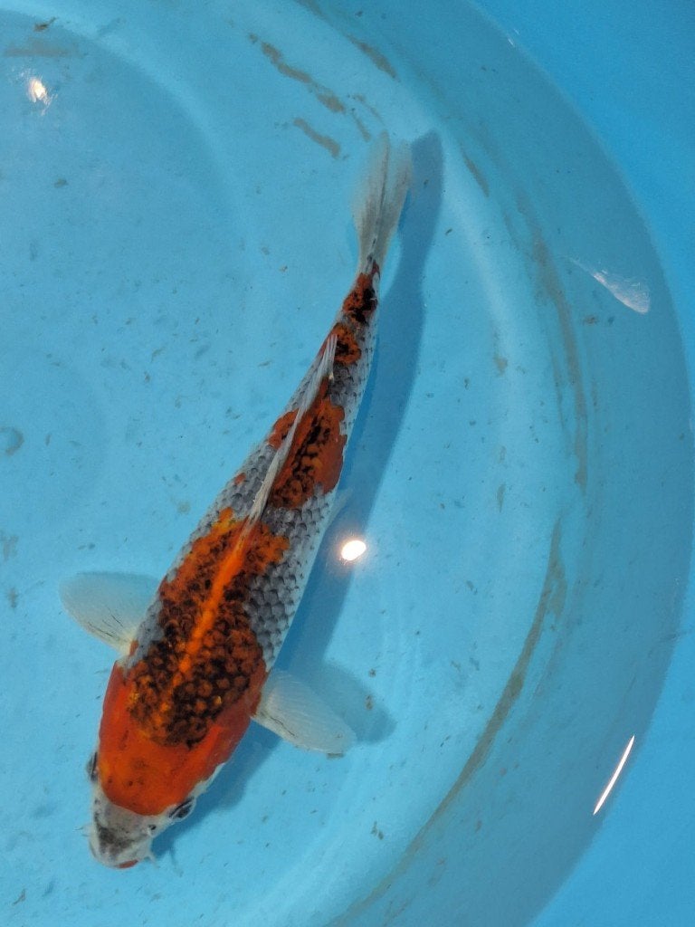 Hele leuke goshiki tosai van KANNO, Karper of Koi