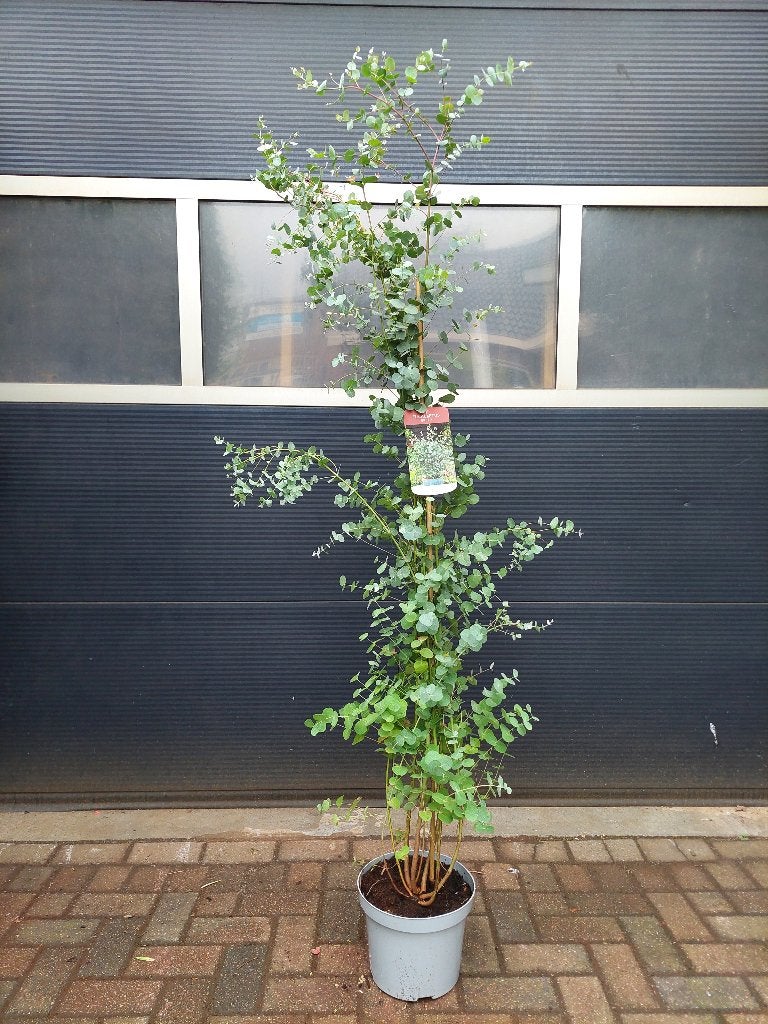XXL Eucalyptus Gunnii - Eucalyptusboom / Gomboom H: 200 cm., Bloeit niet, Overige soorten, 100 tot 250 cm, Ophalen