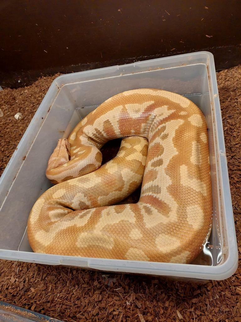 1.0 Python Brongersmai nakweek 2020 Reticulated Python - male for sale from Michael maakt het