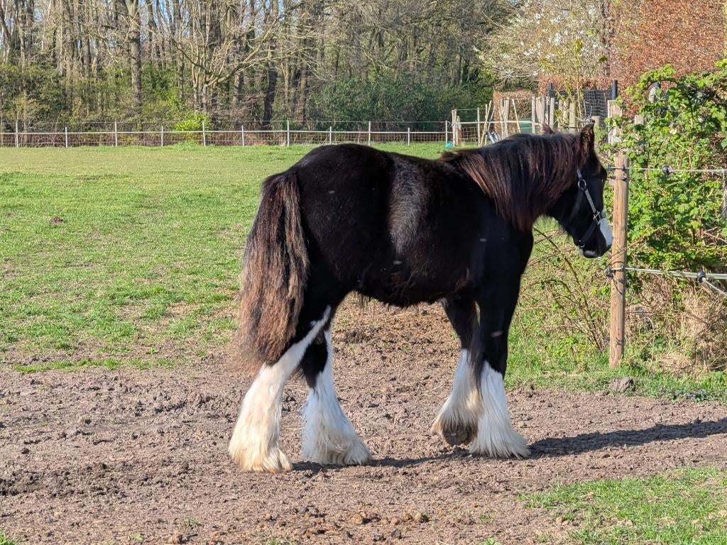 Unieke Kans zeer mooie jaarling tinker / Irish Cob te koop, Minder dan 160 cm, Met stamboom, Niet van toepassing, 0 tot 2 jaar