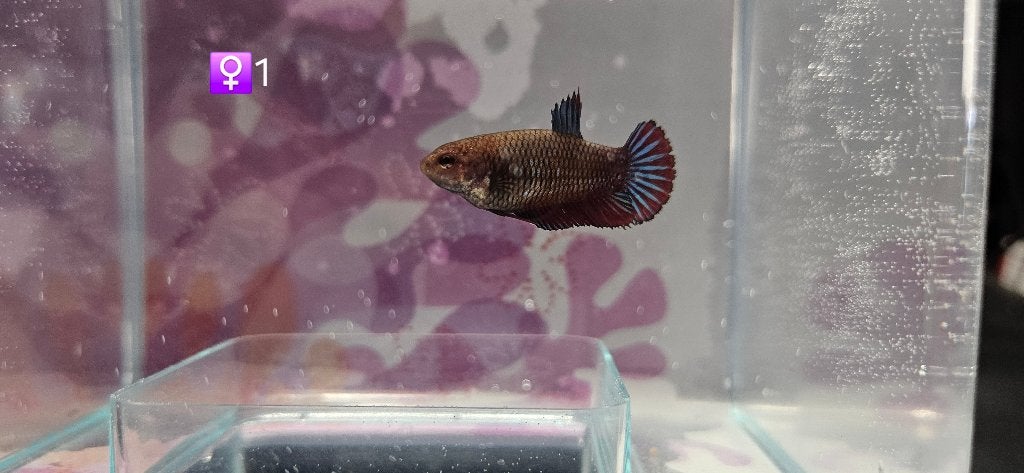 Verschillende betta's, Dieren en Toebehoren, Vissen | Aquariumvissen, Vis, Zoetwatervis