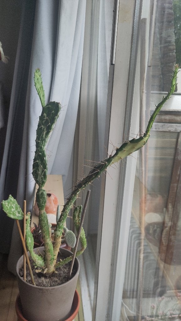 Grote cactus!, Huis en Inrichting, Kamerplanten, Ophalen, Minder dan 100 cm, In pot, Cactus