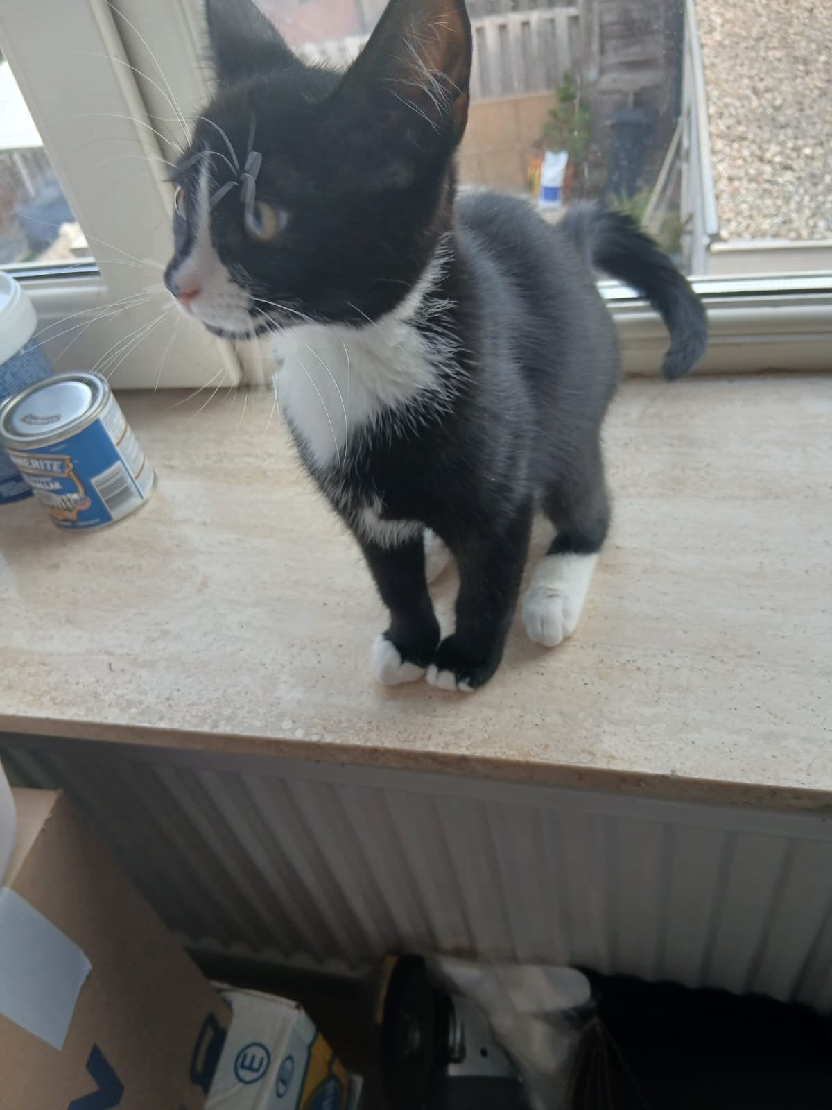 Lieve kittens (broertje en zusjes), Meerdere dieren, 0 tot 2 jaar