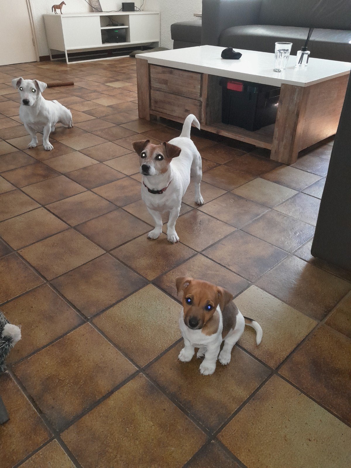 jack russel pups te koop ,, Jack Russell Terriër, 8 tot 15 weken, Meerdere, Meerdere dieren