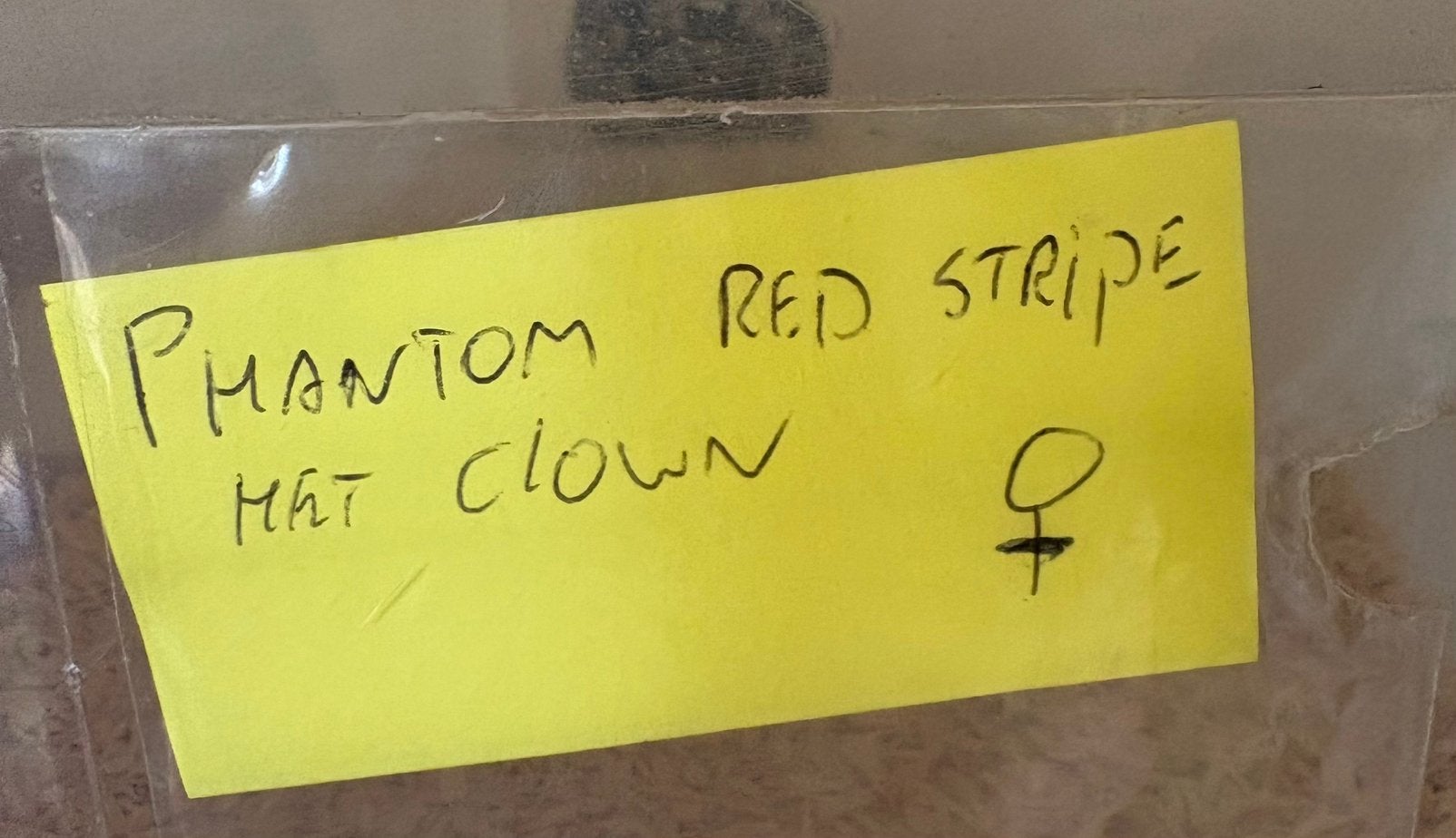 Phantom Red Stripe het clown vrouw koningspython ballpython Ball Python photo 3
