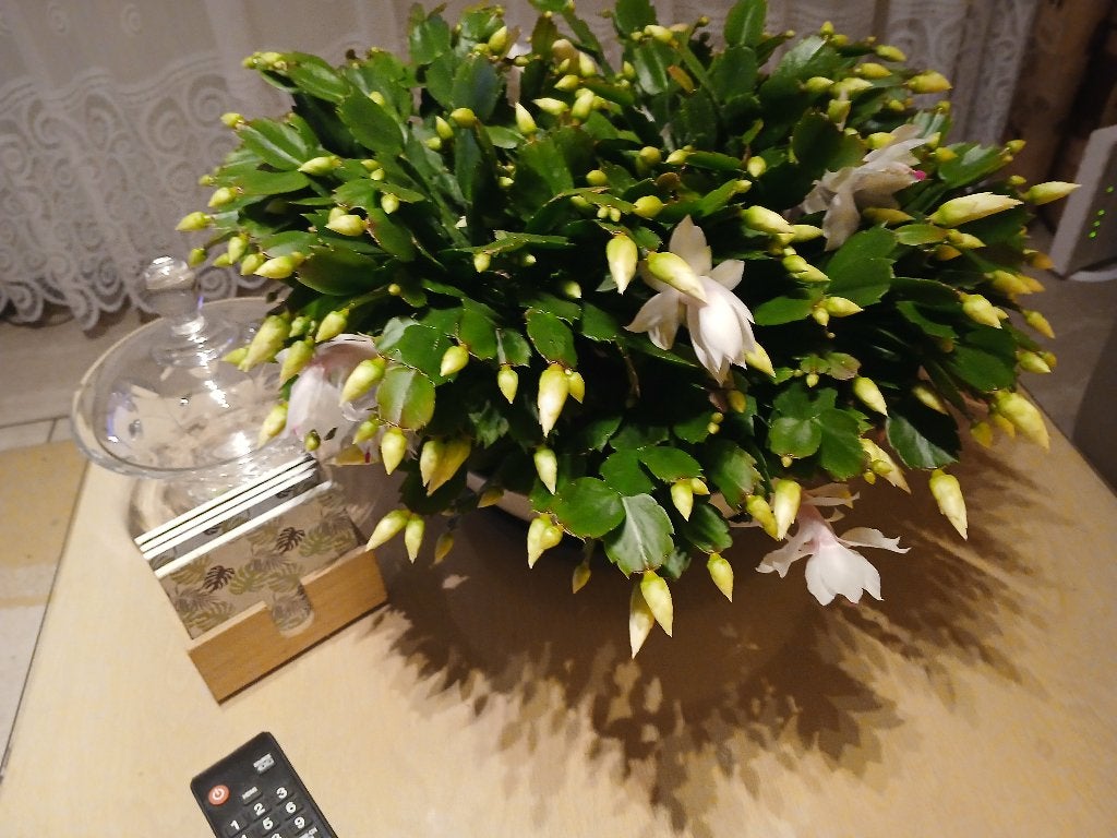Bloeiende Kamerplant - kerstcactus (60x30cm), Huis en Inrichting, Ophalen, Overige soorten, Halfschaduw, In pot