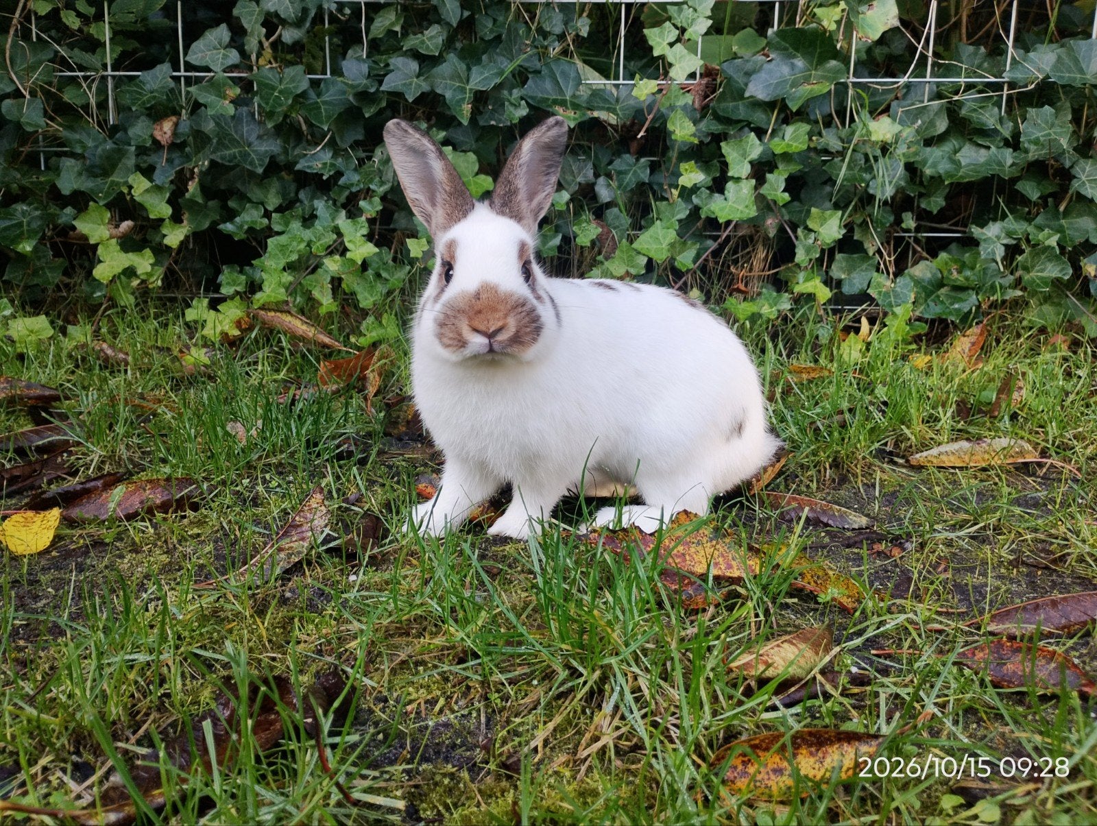 Mooie, tamme ram, Mannelijk, Dwerg
