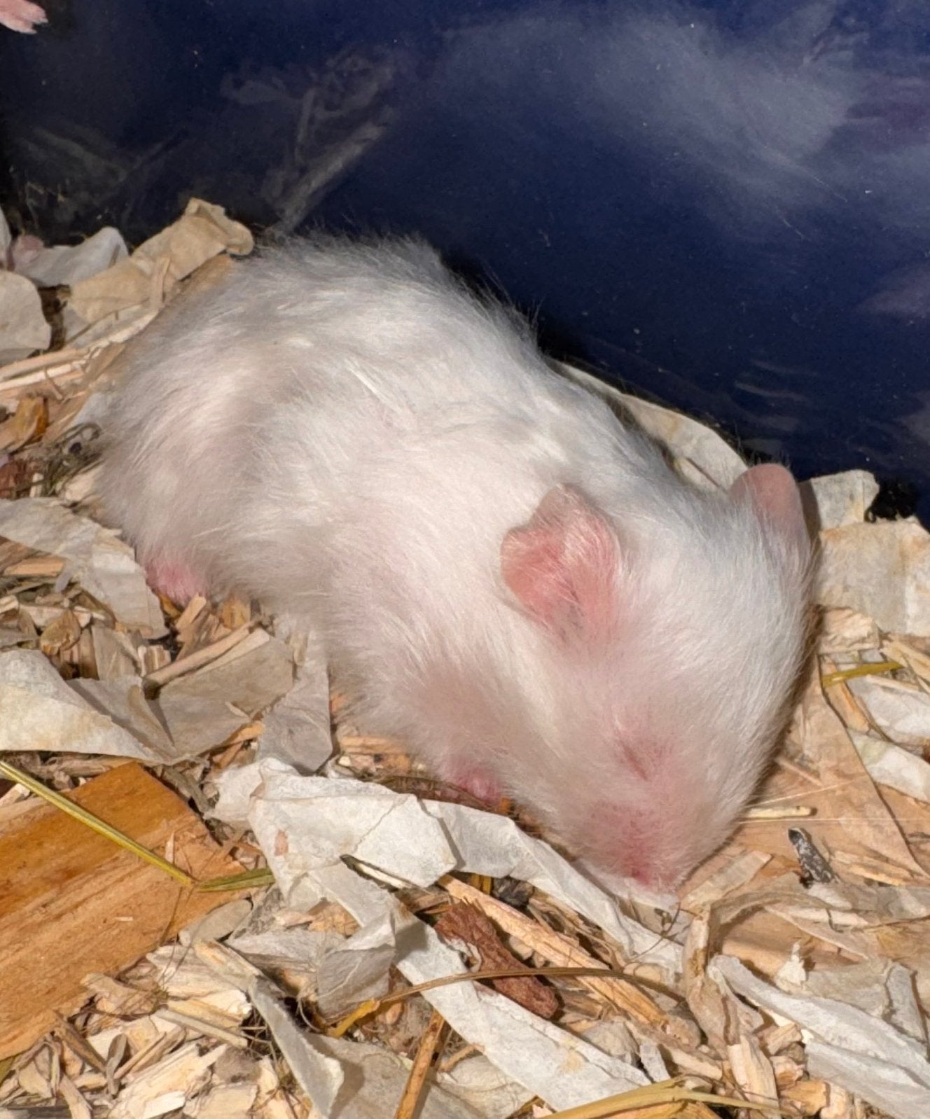 Prachtige Syrische witte hamstertjes 4/9/26, Hamster, Meerdere dieren, Tam, September