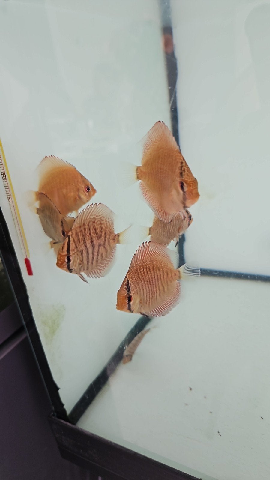 Jonge Super Panthera discusvissen, Vis