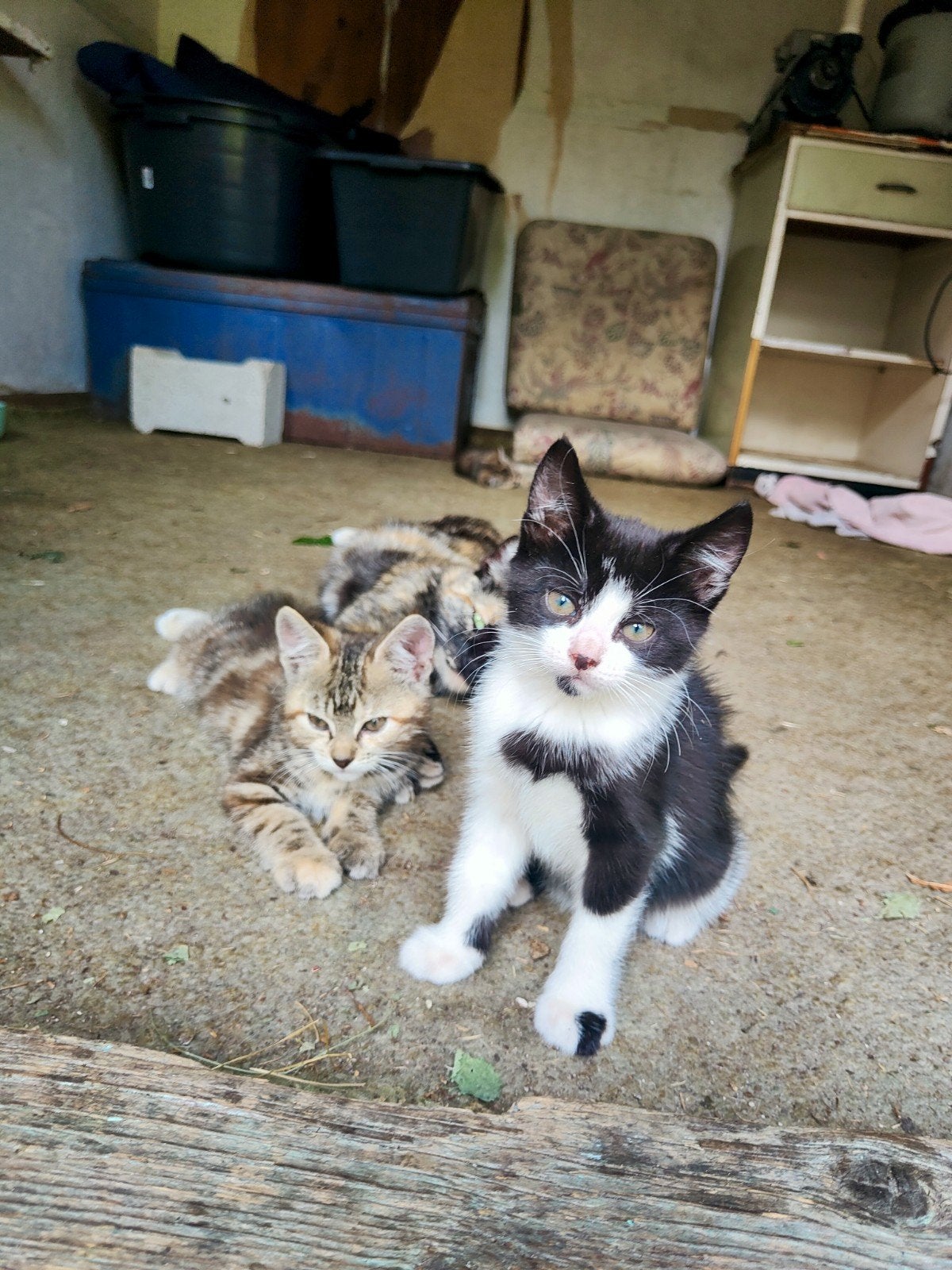 Kittens, Dieren en Toebehoren, Geslacht onbekend, Kortharig, 0 tot 2 jaar