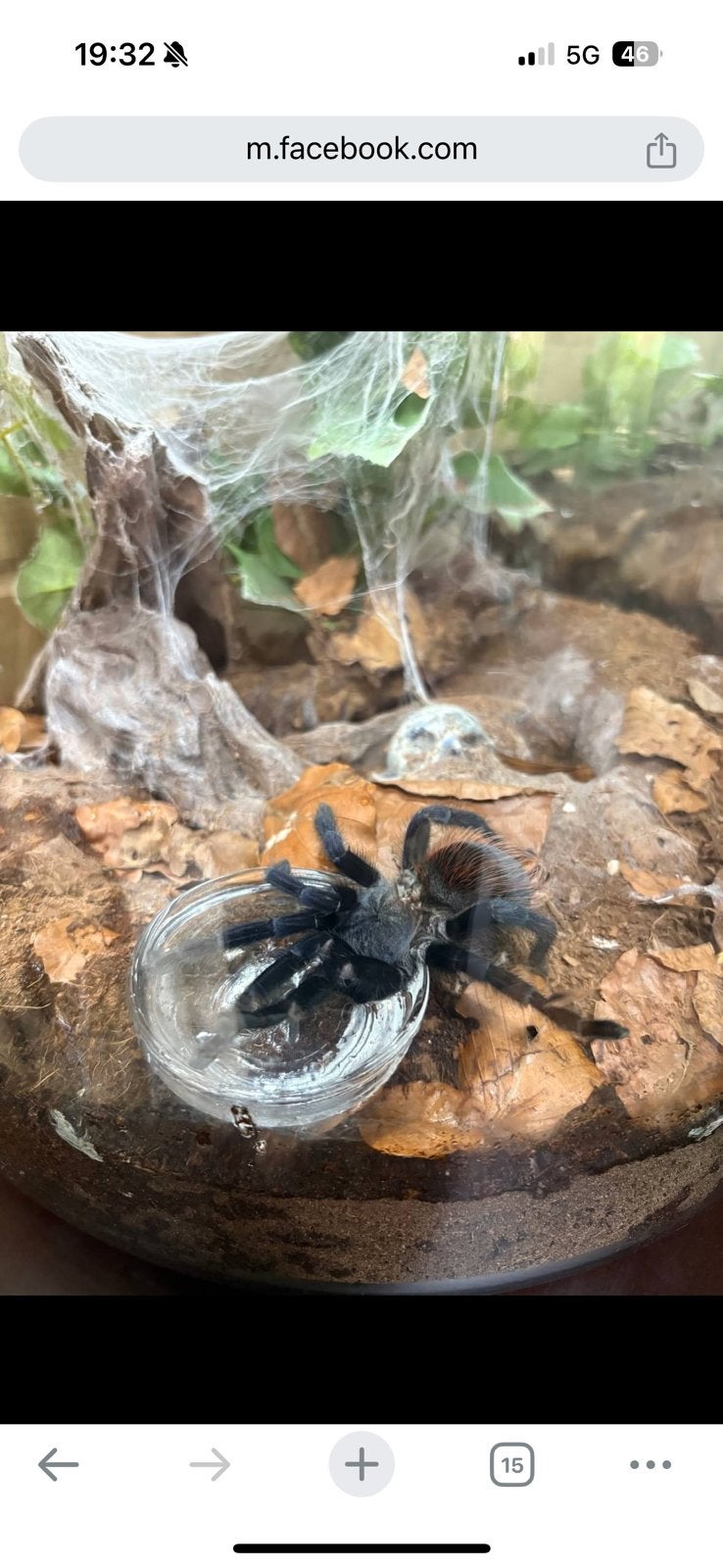 Pterinopelma sazimai, Dieren en Toebehoren