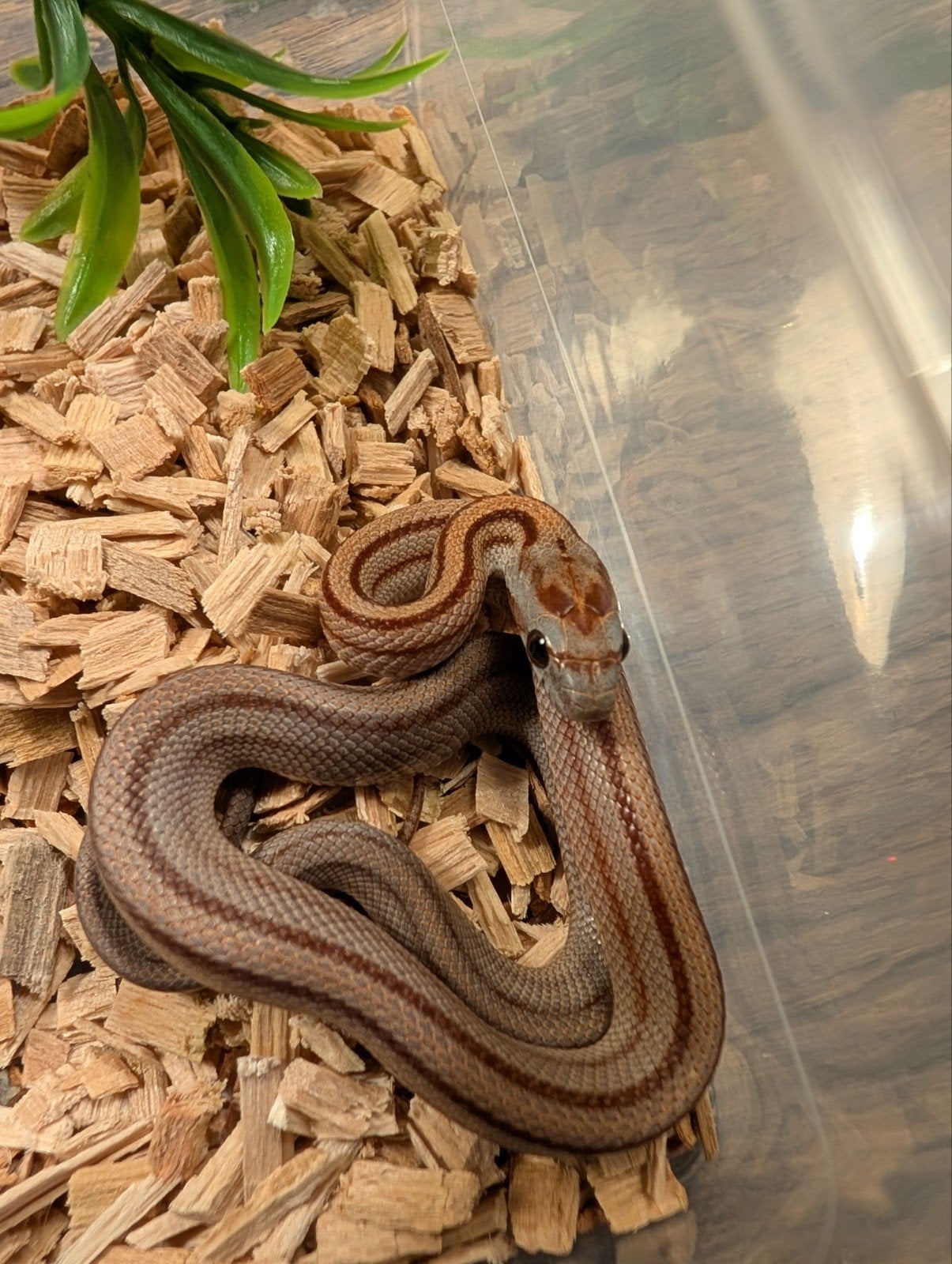 Super mooie korenslangen (genen bommetjes) Corn Snake photo 17