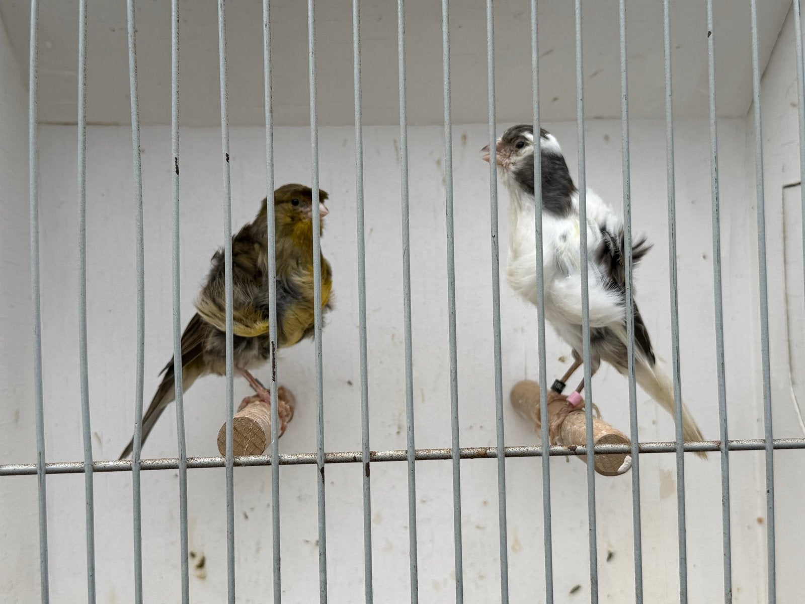 Prachtige Frisé Noord-Hollanse koppel, Meerdere dieren, Kleurkanarie