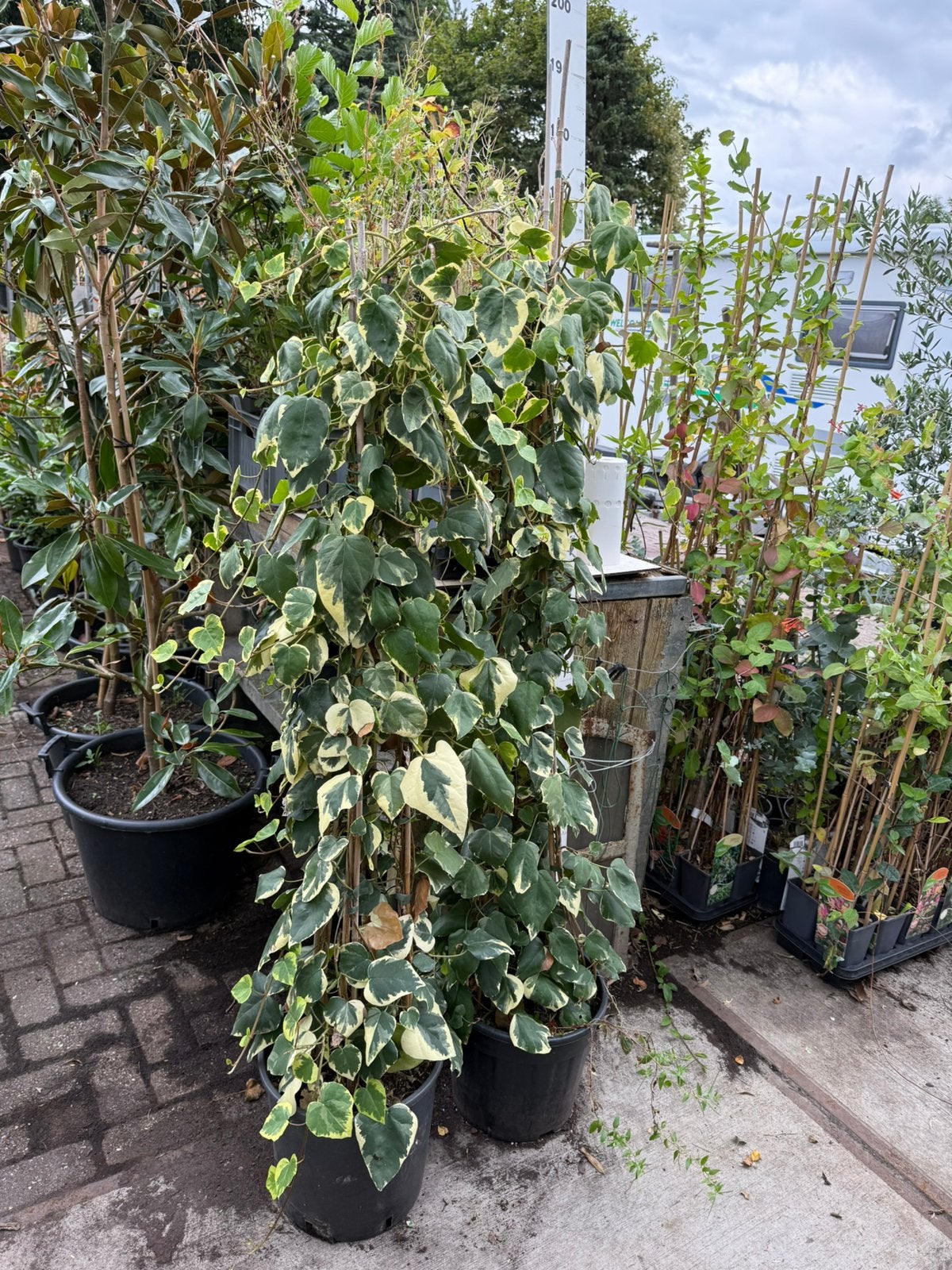 Bonte hedera soort van zuil leuk om zo neer te zetten 19,95, Ophalen, Vaste plant, Bloeit niet, Halfschaduw