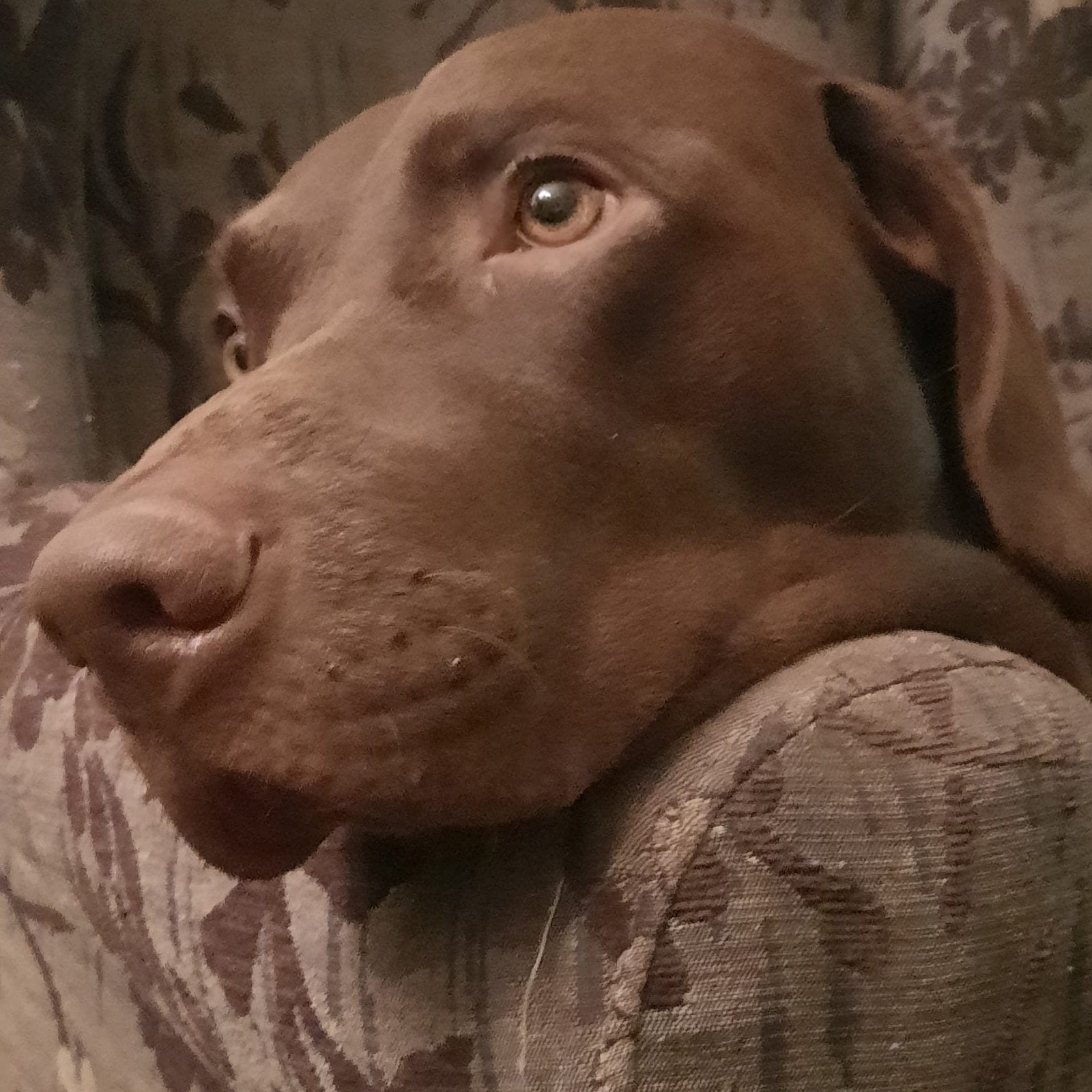 dekreu vizsla/labrador, Reu, Eén hond, 3 tot 5 jaar, Nederland