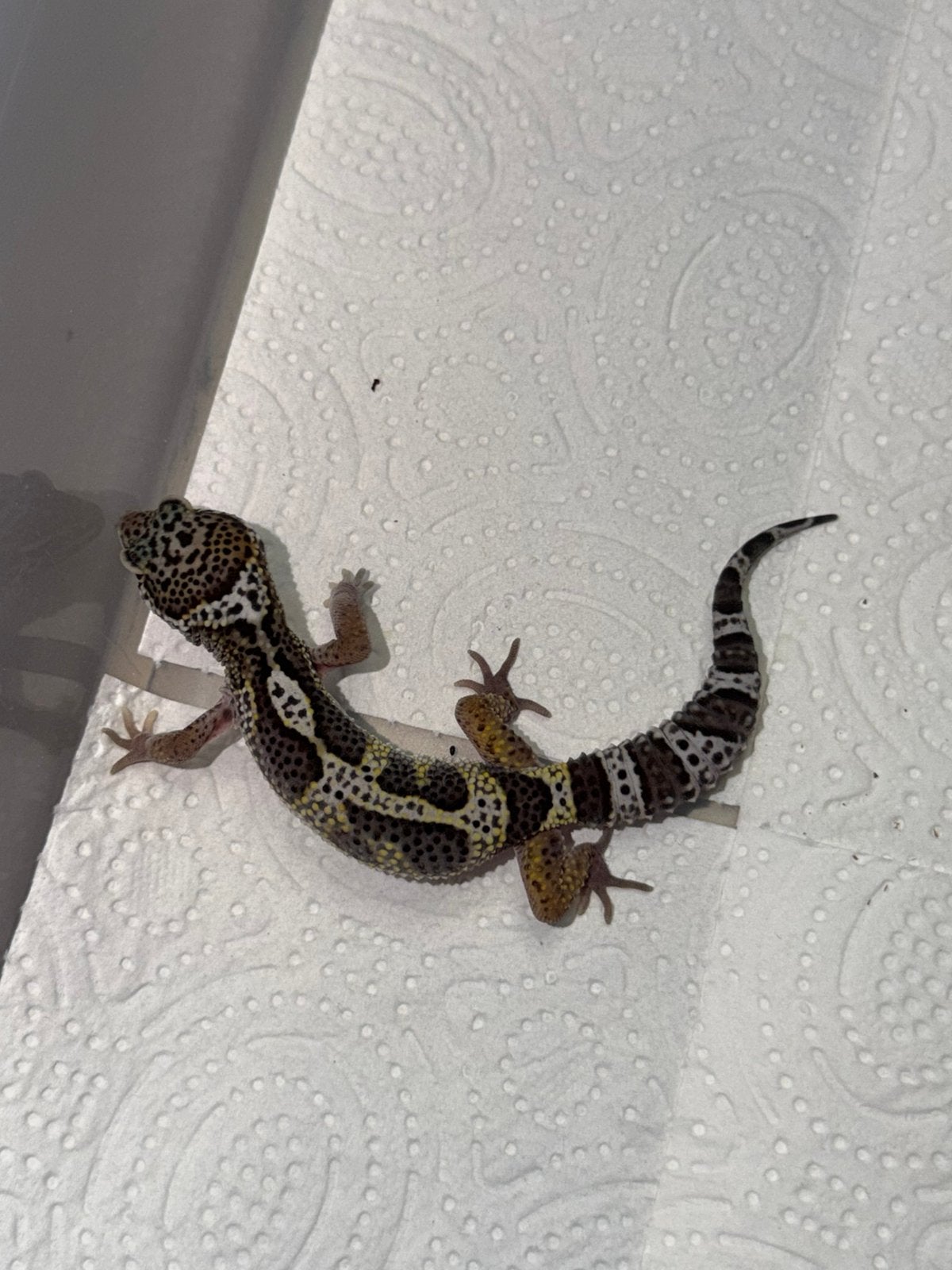 Black night x tangerine luipaardgekko man, Hagedis, 0 tot 2 jaar
