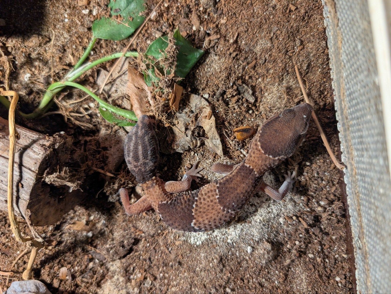 vetstaart gekko koppel, Dieren en Toebehoren, Hagedis, Tam, 0 tot 2 jaar