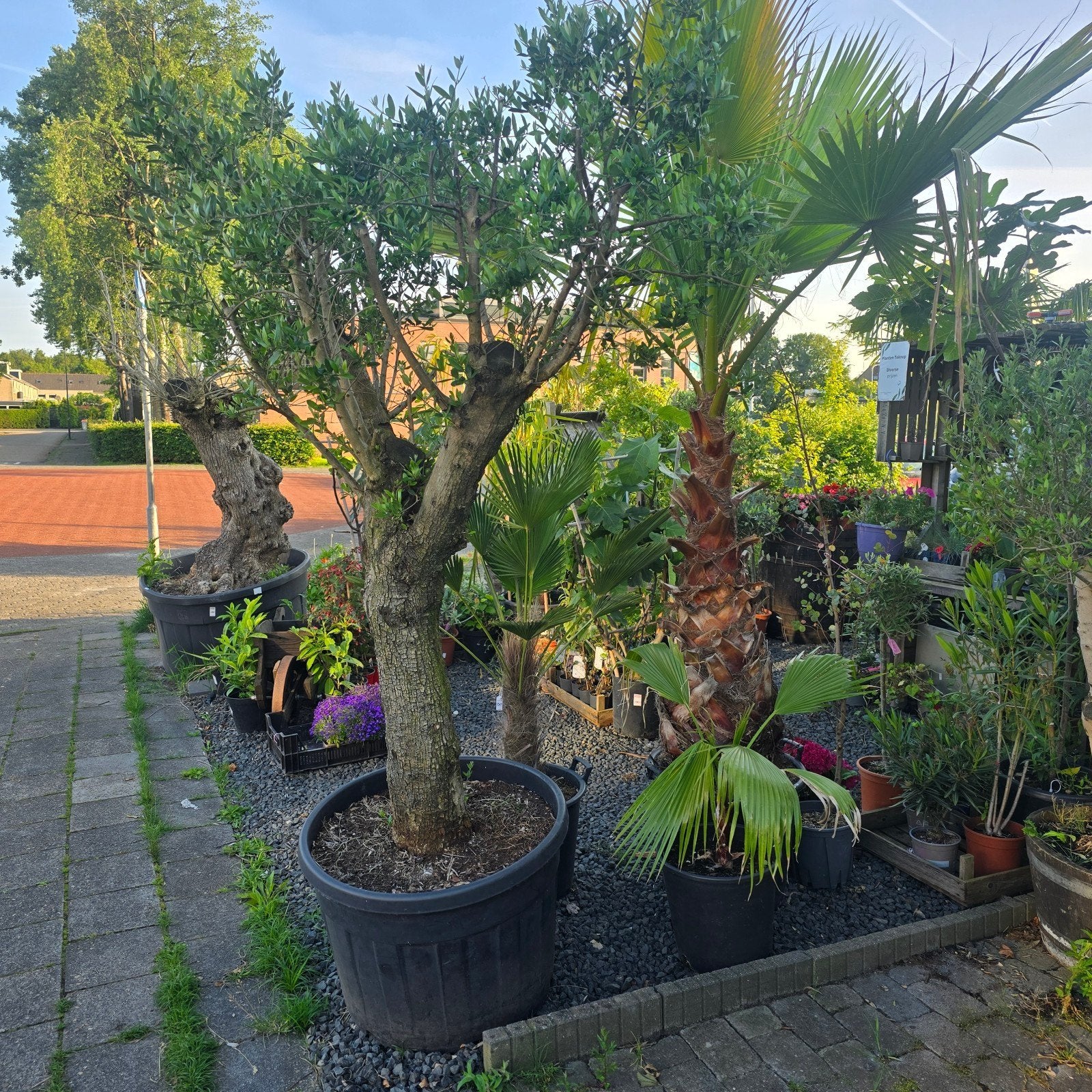 Stekjes, Planten & Pure Honing  verkoop kraam Drachten, Tuin en Terras, Planten | Tuinplanten, Ophalen, Overige soorten, Volle zon
