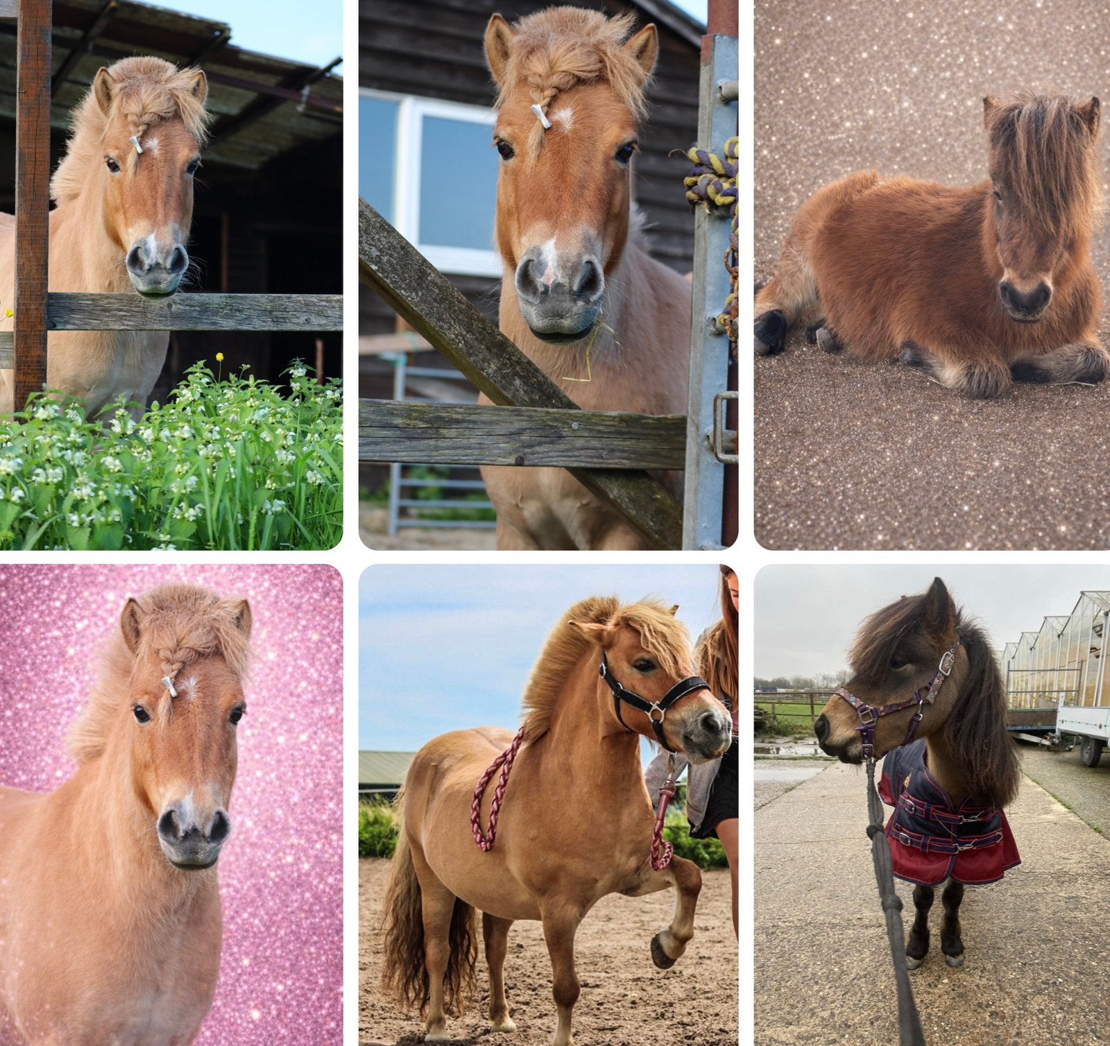 Verzorgster voor twee mini Shetlanders gezocht, Dieren en Toebehoren, Ophalen of Verzenden