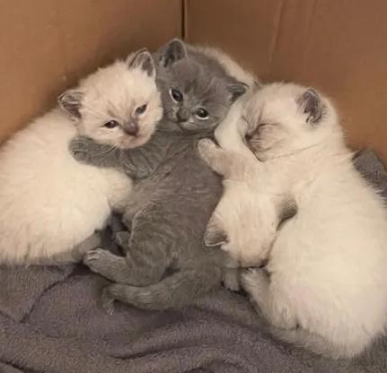 Britse Korthaar Kittens, Meerdere dieren, Ontwormd, 0 tot 2 jaar