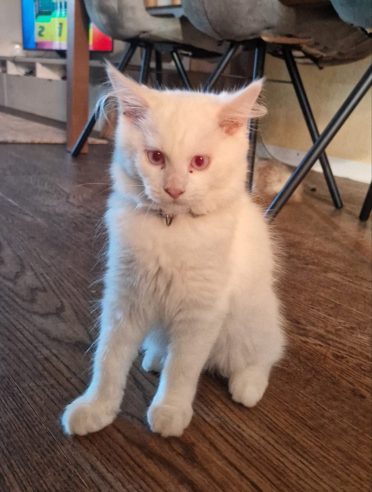 Tekoop- geweldige  maine coon kittens 😍😹😻💙💞, Dieren en Toebehoren, Katten en Kittens | Raskatten | Langhaar, Meerdere dieren