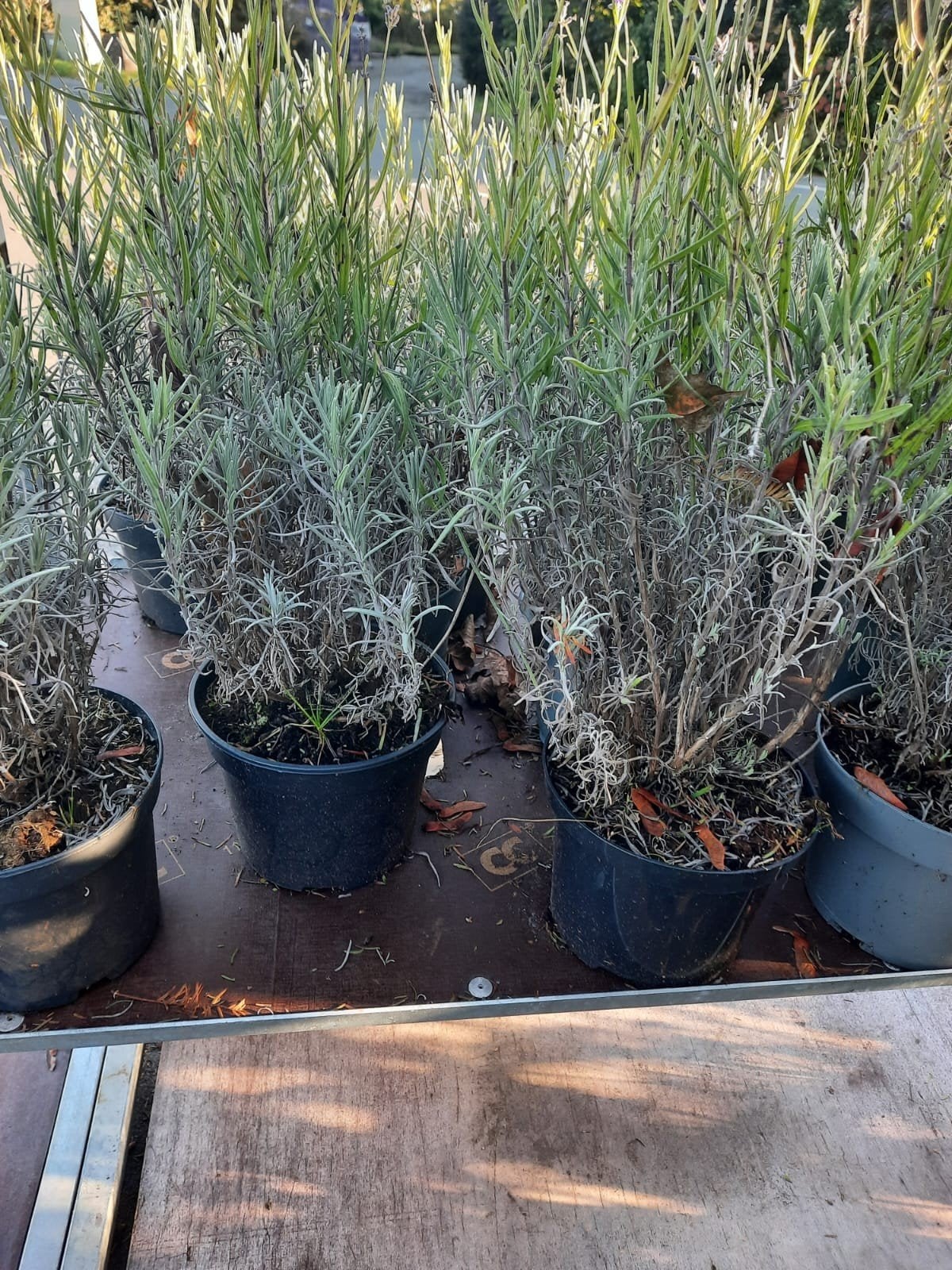 Lavendel planten in 2 ltr pot p 16, Ophalen, Zomer, Overige soorten, Volle zon