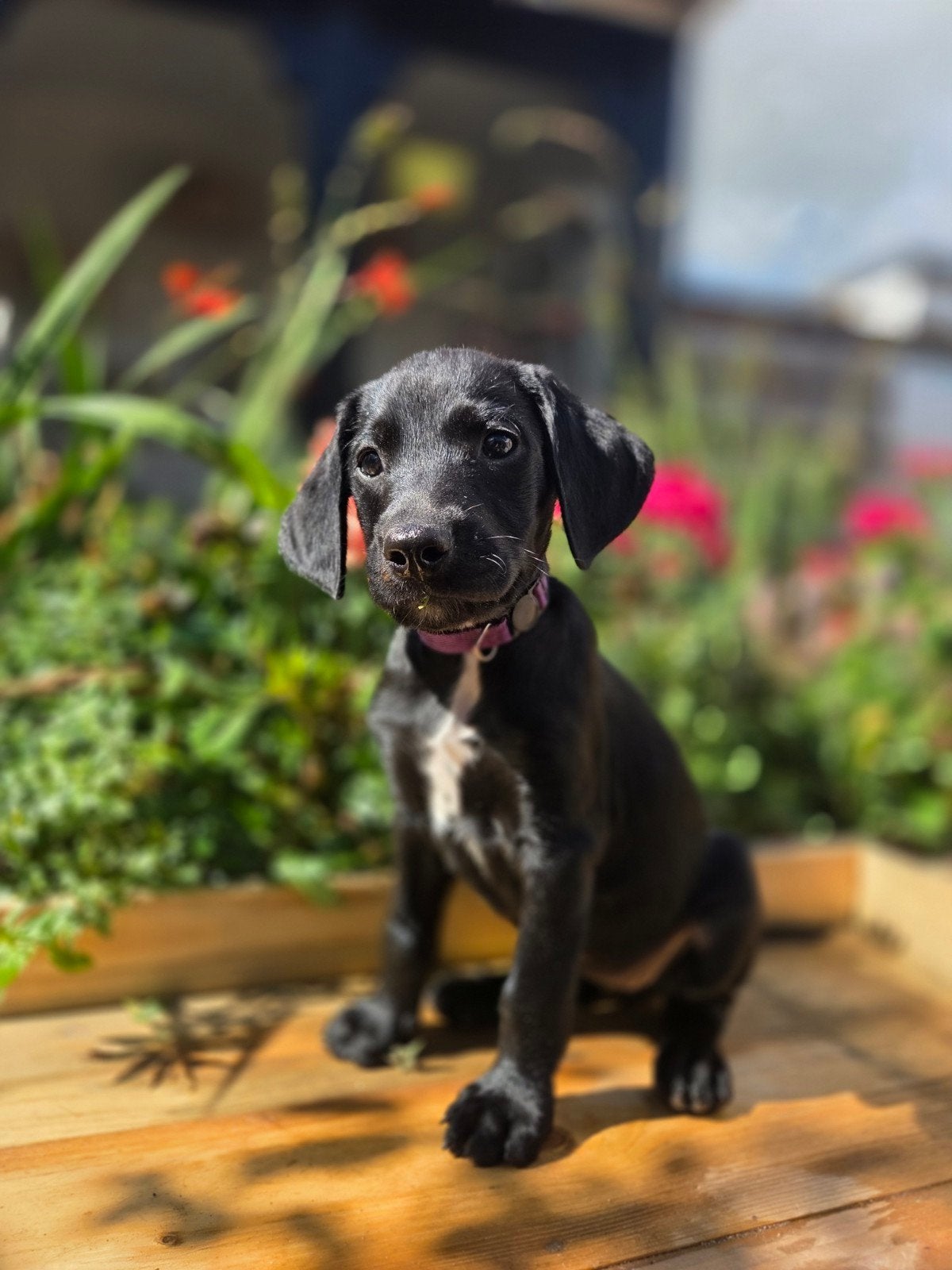Nog 3 pups klaar om te verhuizen! Labradoodle x Dalmatiër, 8 tot 15 weken, Meerdere, Meerdere dieren, Nederland