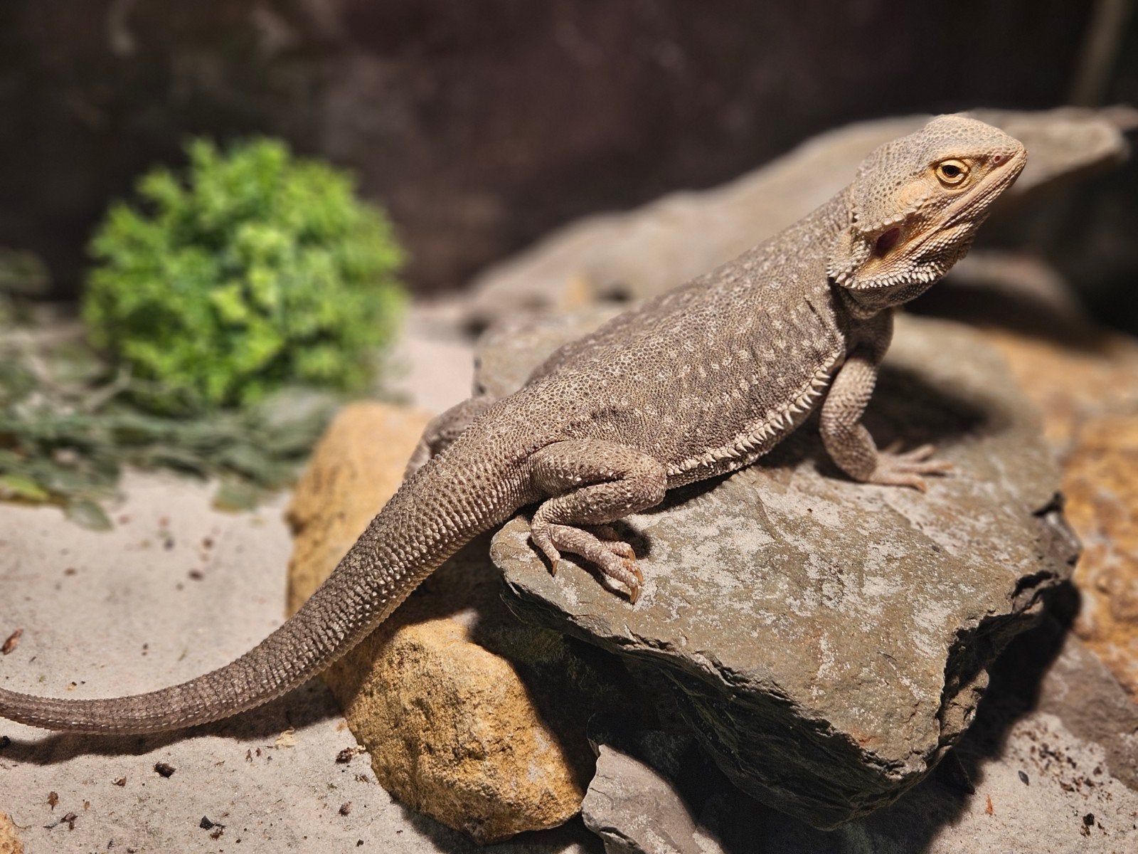 Hypo Baardagaam Bearded Dragon photo 2