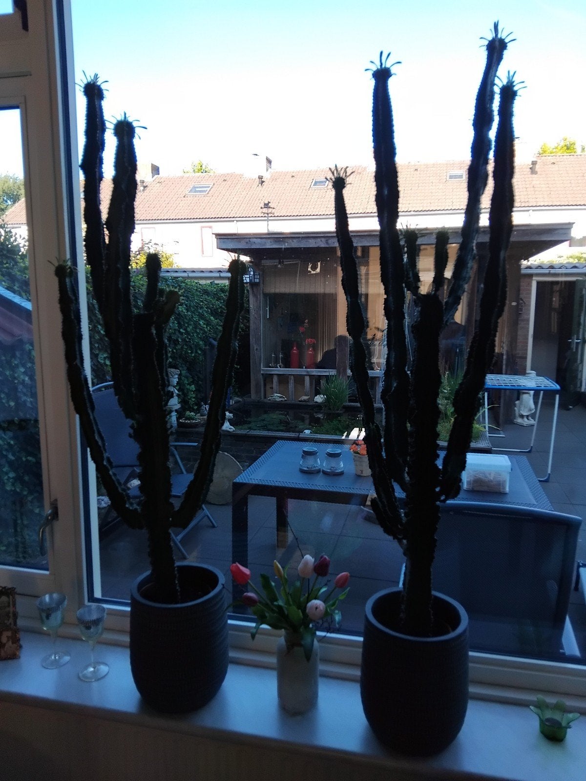 cactussen, Tuin en Terras, Planten | Tuinplanten, Ophalen, Overige soorten, Volle zon