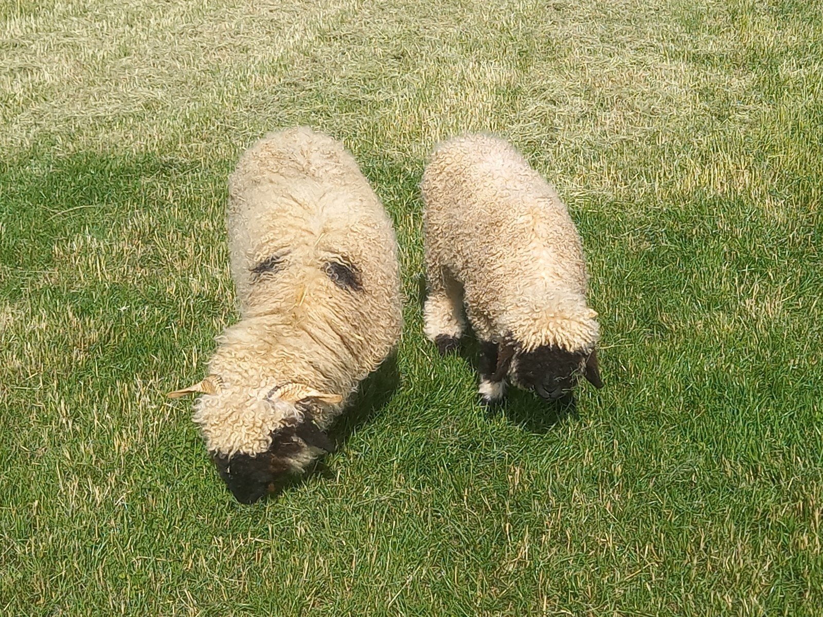 Walliser Schwarznase ooi, Dieren en Toebehoren, Schapen, Geiten en Varkens, Vrouwelijk, Schaap