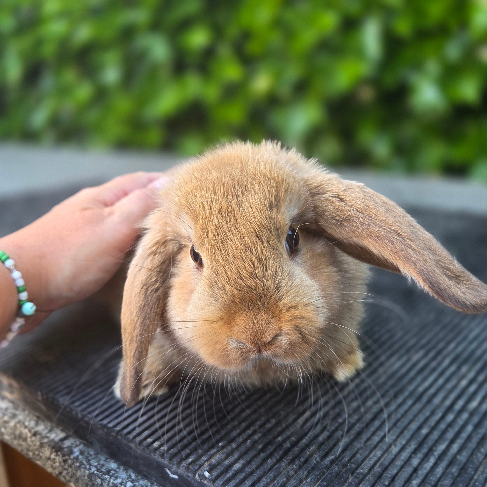 Baby konijntjes te koop, Dieren en Toebehoren, Konijnen, Meerdere dieren, Dwerg
