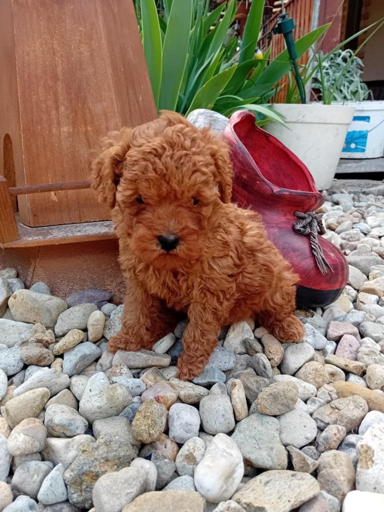 Super schattige Toy Poedel puppy te koop, Poedel, Particulier, 15 weken tot 1 jaar, Reu
