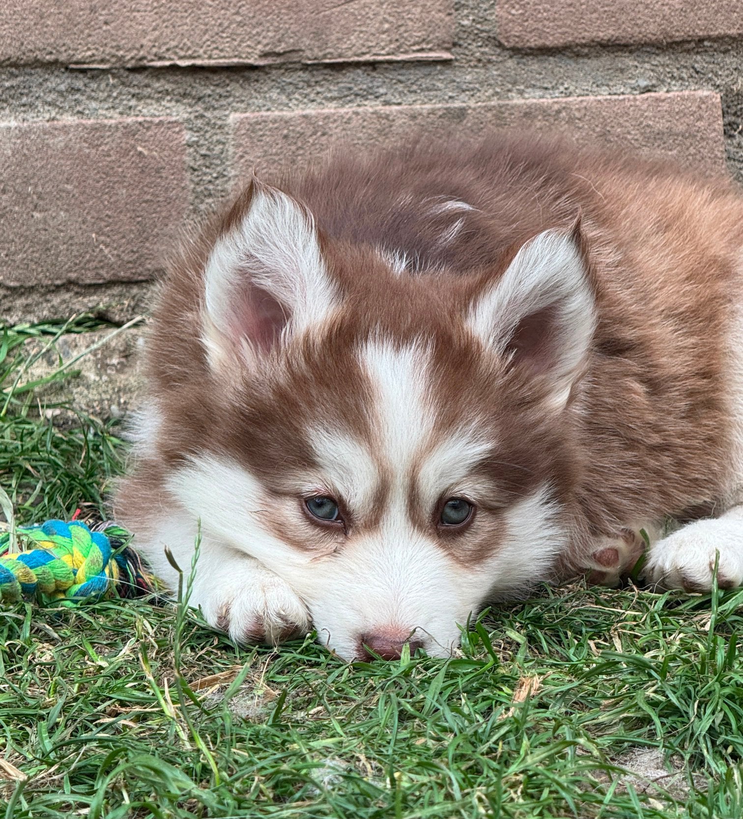 Lieve, schattige Pomsky pups mogen verhuizen, Overige rassen, 8 tot 15 weken, Parvo, Meerdere