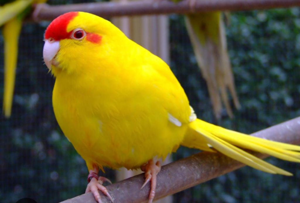 Koppel kakariki, Dieren en Toebehoren, Vogels | Parkieten en Papegaaien