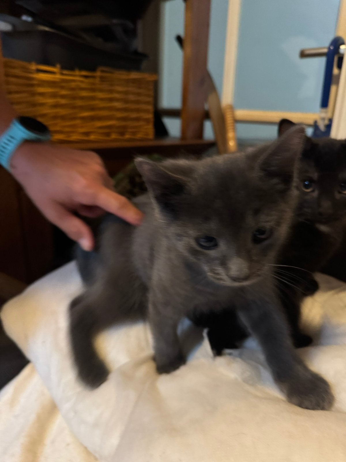 Twee nesten mooie en lieve kittens van 8 en 28 mei, Meerdere dieren, Ontwormd, 0 tot 2 jaar