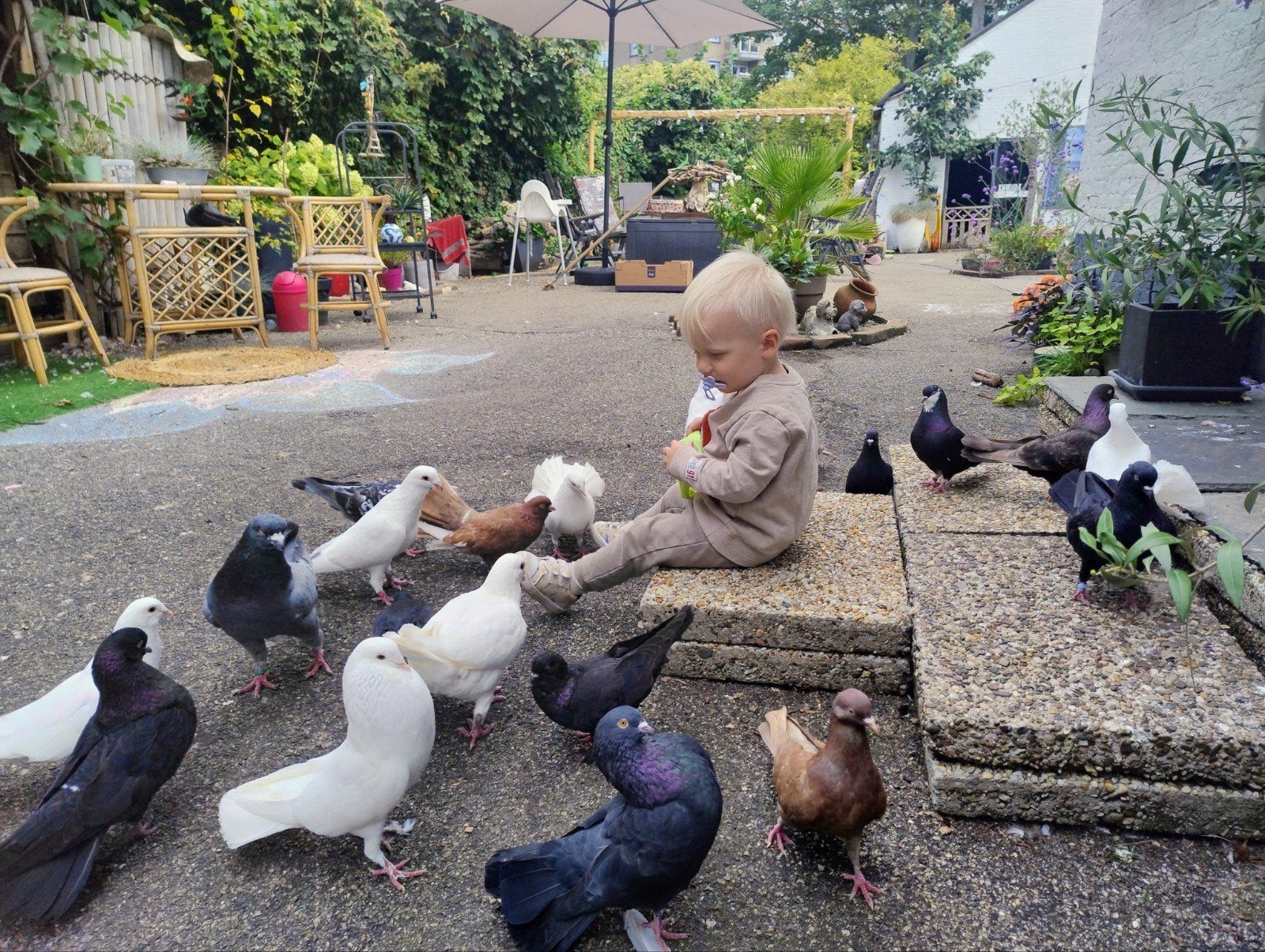 Duiven te koop, Dieren en Toebehoren, Vogels | Duiven, Meerdere dieren, Overige soorten