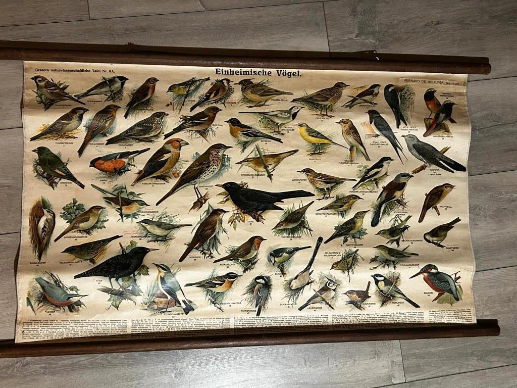 Schoolplaat zangvogels / inheemse vogels, Antiek en Kunst, Ophalen of Verzenden, Natuur en Biologie