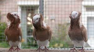 SIERDUIVEN EN POSTDUIVEN, Meerdere dieren, Overige soorten