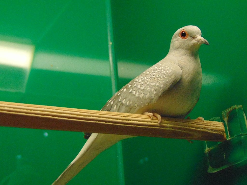 Diamantduifjes, Dieren en Toebehoren, Geslacht onbekend, Overige soorten
