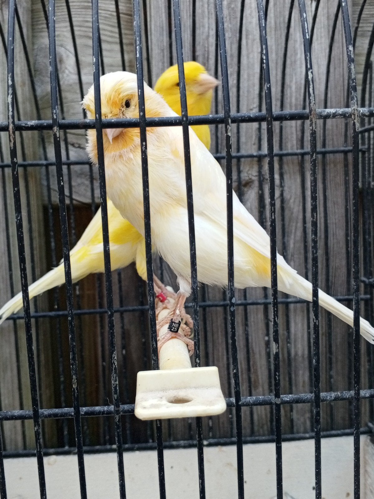 Landgraaf, Dieren en Toebehoren, Vogels | Kanaries, Meerdere dieren, Kleurkanarie