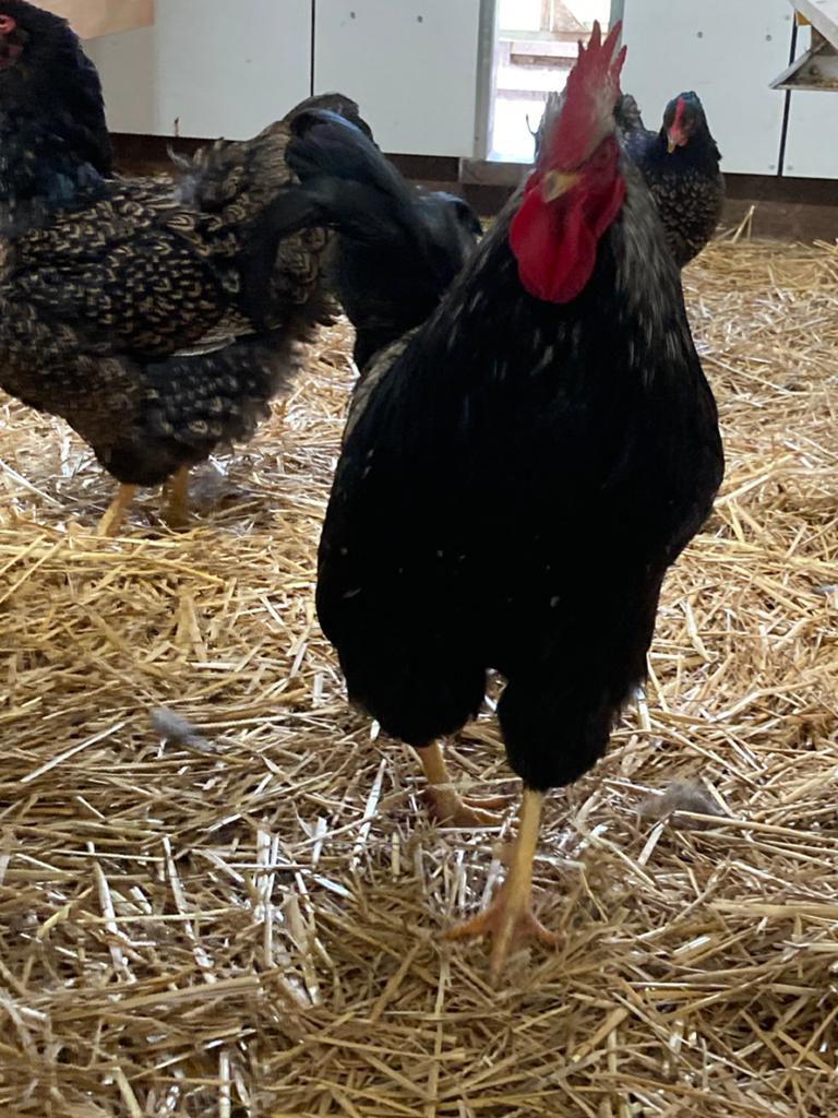 Broedeieren  barnevelder groot, Dieren en Toebehoren, Pluimvee, Geslacht onbekend, Kip