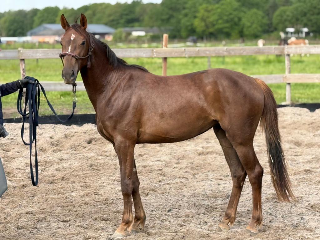 Knappe veelbelovende 3-jarige merrie van Bamako de Muze, Merrie, Springpaard, Minder dan 160 cm, Met stamboom