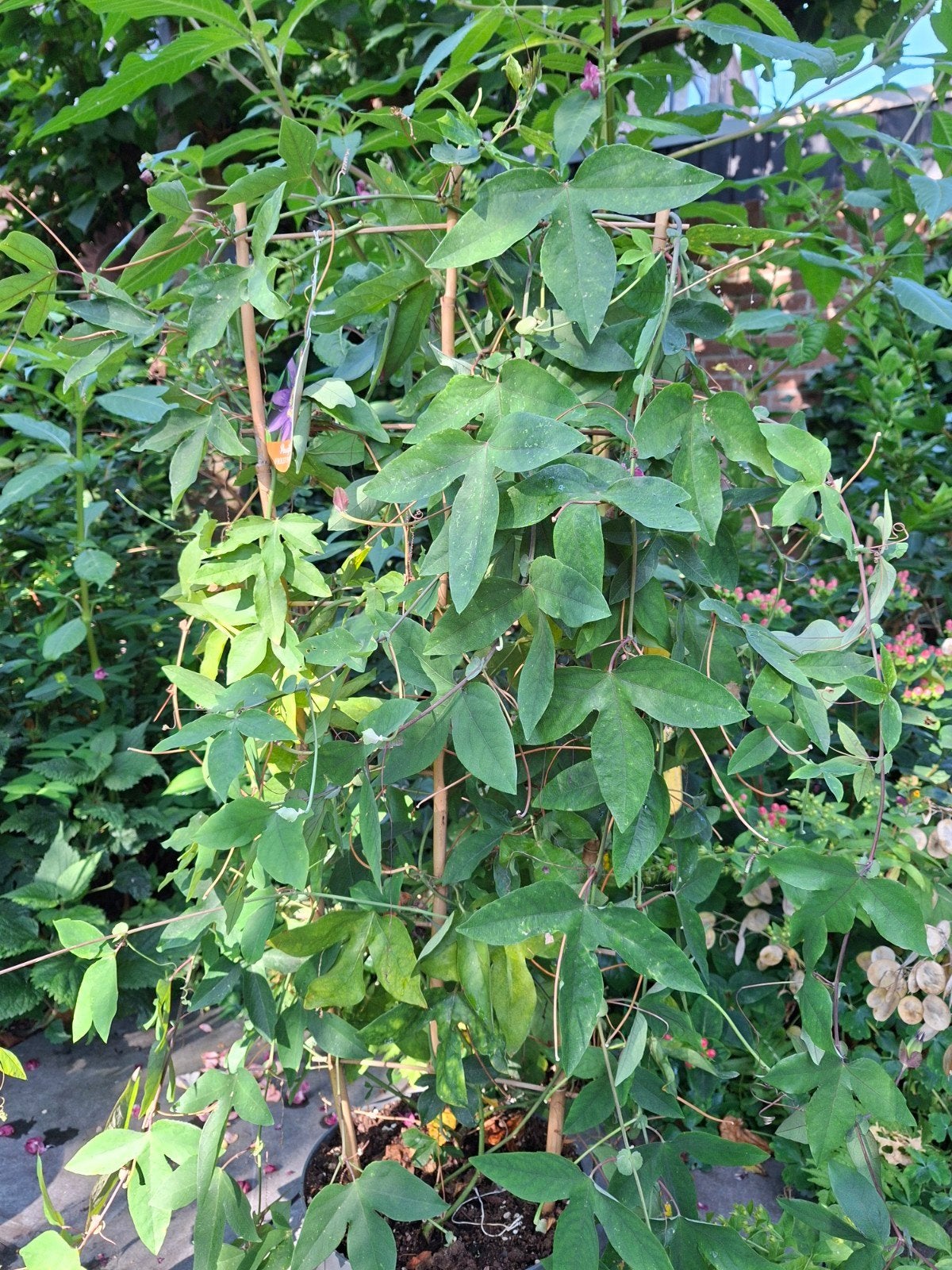 Passiflora 'Violet Passion' - Gratis af te halen, Tuin en Terras, Planten | Tuinplanten, Ophalen