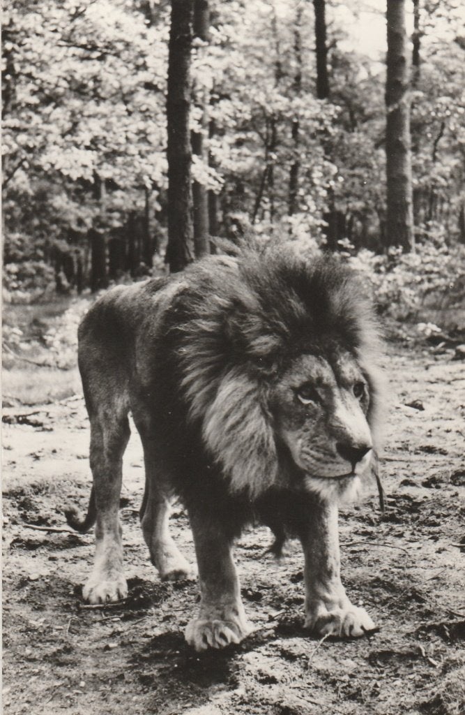 arnhem- burgers safari, Ophalen of Verzenden, 1940 tot 1960, Gelderland