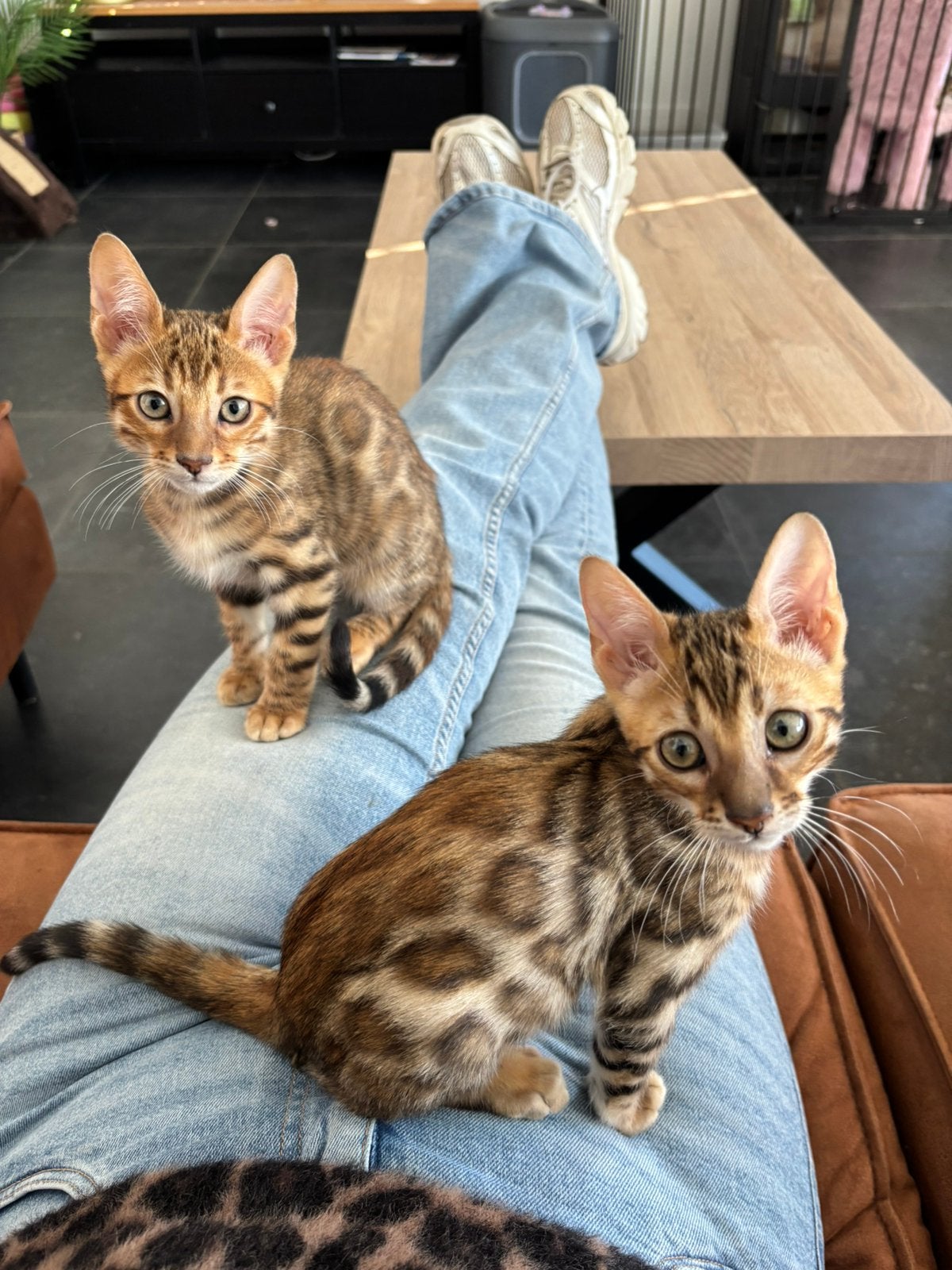 Bengaal kittens, Dieren en Toebehoren, Meerdere dieren, Met stamboom, 0 tot 2 jaar