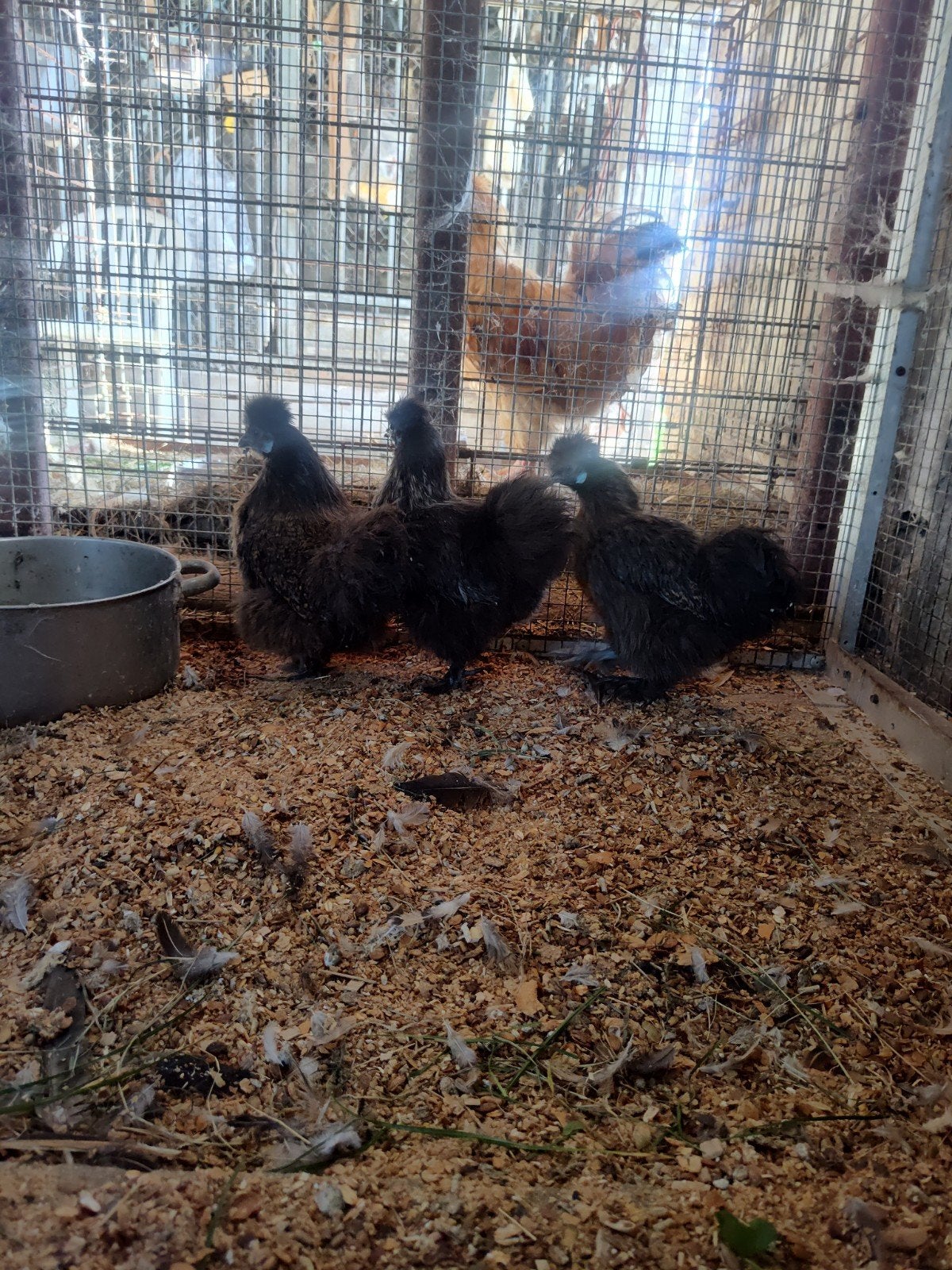 Trio Zijdehoenders, Dieren en Toebehoren, Meerdere dieren, Kip