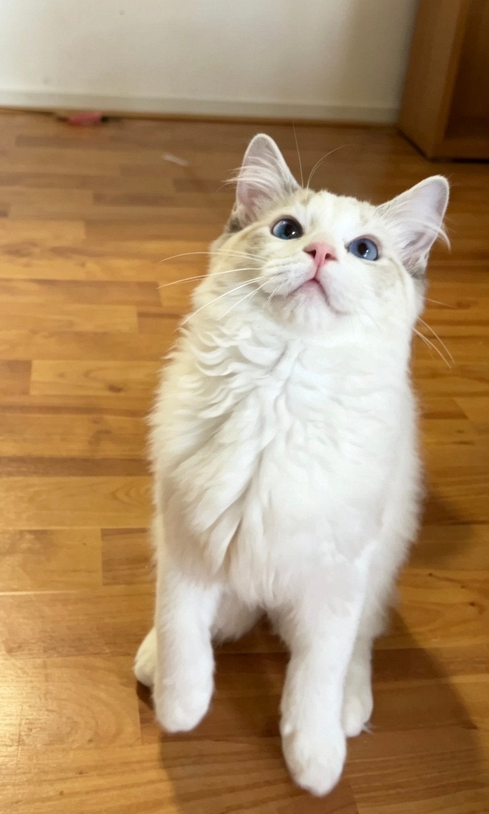 Super aanhankelijke Ragdoll kitten（katertje）2 ingeënt, Dieren en Toebehoren, 0 tot 2 jaar