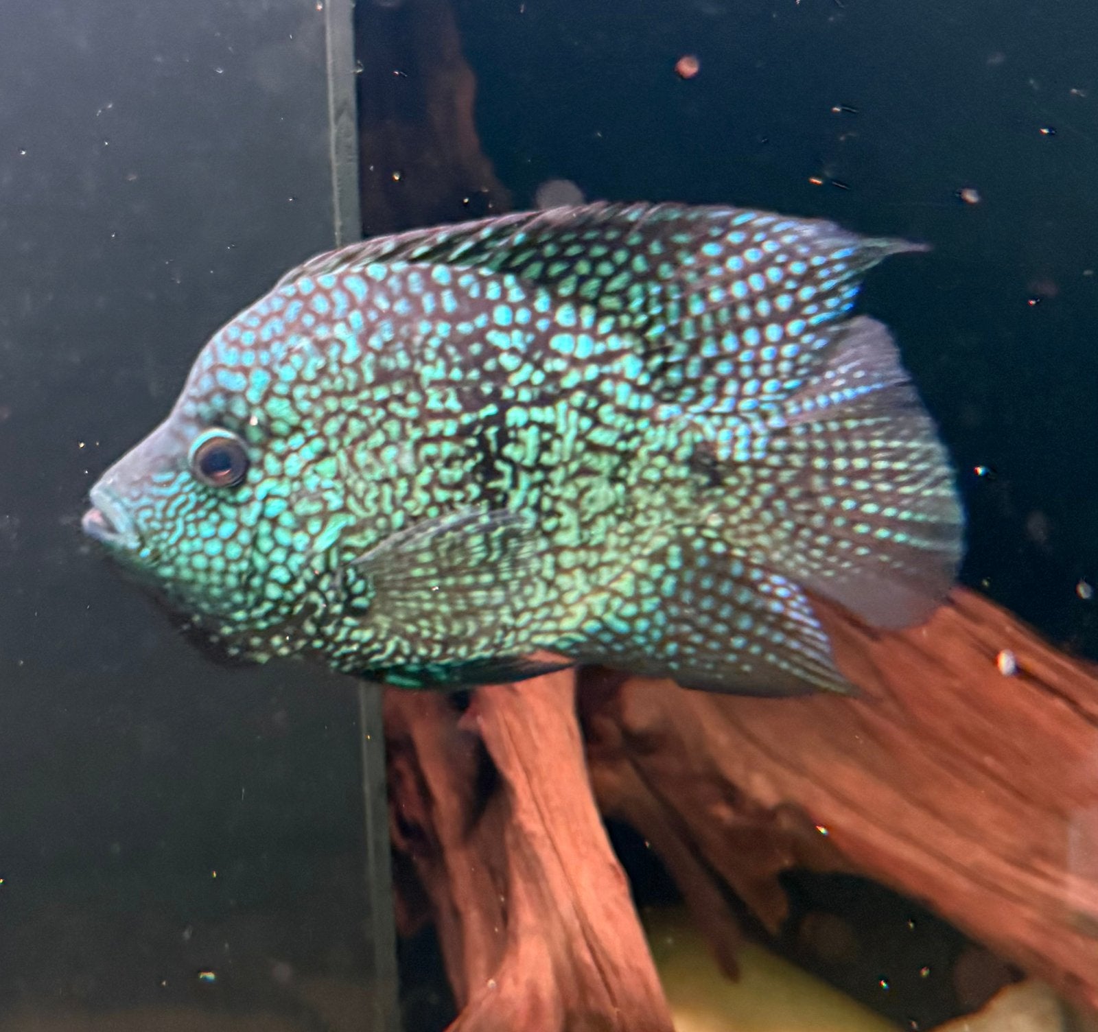 Green Texas Short Body cichlide, Dieren en Toebehoren, Vis